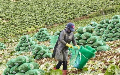 추석 앞두고 또 金추…장마·태풍에 배춧값 두배 ↑