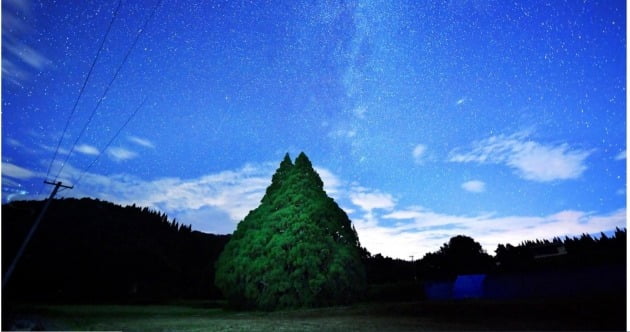 야마가타현 북부 사케가와무라(鮭川村)의 '토토로 나무'(사진=산케이신문)