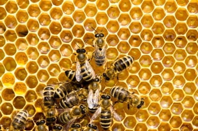 "꿀벌 독, 유방암 치료에 효과"…한시간 만에 암세포 제거