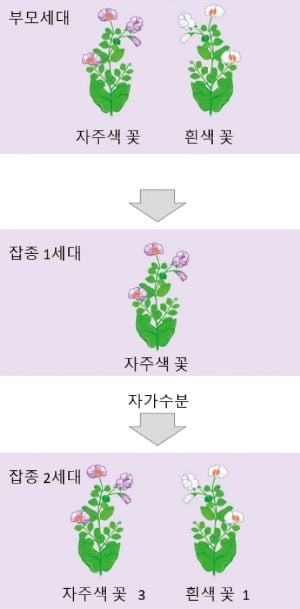 분리의 법칙 