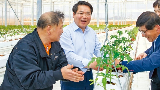 오세현 아산시장이 지난 4월 완공한 친환경에너지타운 유리온실에서 농작물을 살펴보고 있다. 아산시는 22억원을 투입해 가축분뇨에너지화시설의 폐열을 활용한 스마트팜을 조성했다.  아산시 제공 