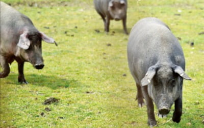 "스페인産 이베리코, 흑돼지 맞나"…고깃집 사장이 증명하라는 정부