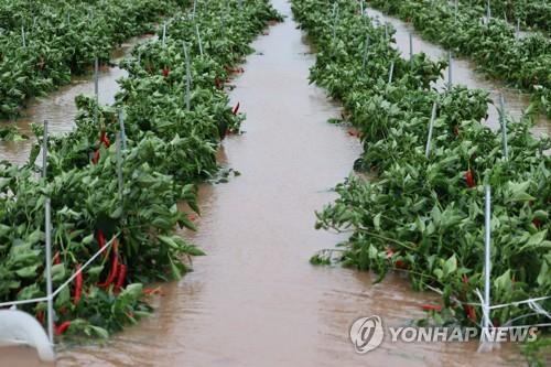 '마이삭'에 경북 7만여가구 정전·낙과 등 농작물 피해