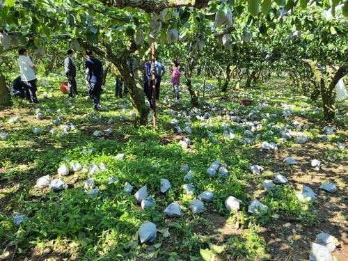 "추석에 팔 울산배, 태풍 '마이삭'에 다 떨어졌어요"