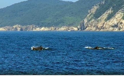 국제 보호종 흑범고래, 다도해해상 거문도에서 첫 포착