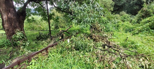 태풍 마이삭에 천연기념물 파주 물푸레나무 큰 가지 부러져