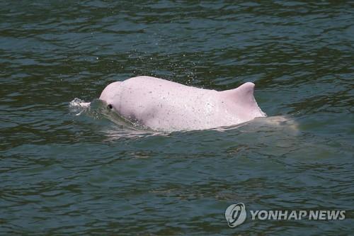 코로나로 페리 끊긴 홍콩에 분홍 돌고래가 돌아왔다