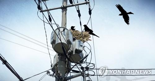 주택 보수작업 중 전신주 쓰러져…80대 집주인 사망