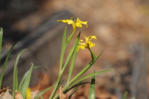 봉화서 따뜻한 남부 희귀식물 노랑붓꽃 새 자생지 발견
