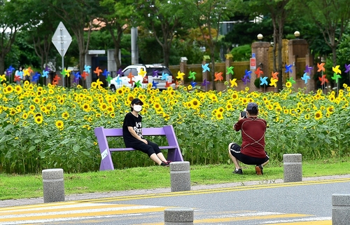 [카메라뉴스] 'BTS 뮤비 촬영' 제천비행장 해바라기꽃 활짝