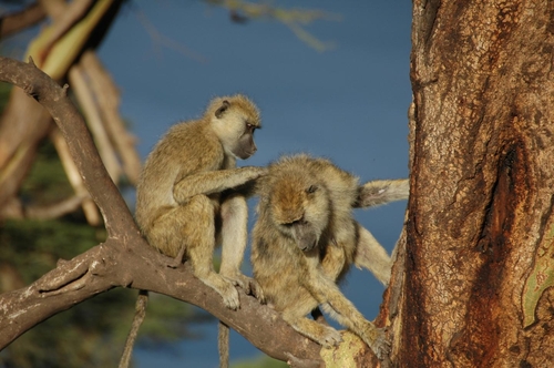 개코원숭이도 친한 암컷 있는 수컷이 더 오래 살아
