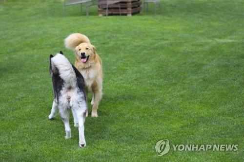 이재신 제천시의원 "3만 반려견 시대…애견공원 등 만들자"