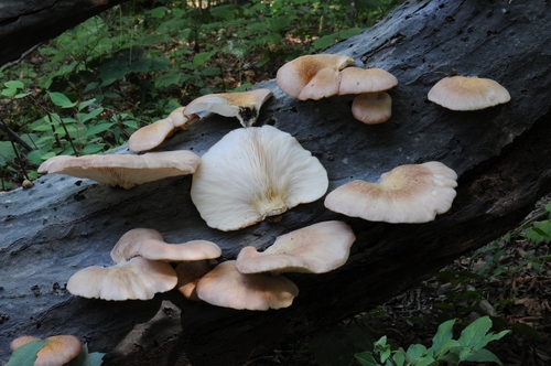 국립산림과학원 "야생버섯, 함부로 먹으면 생명이 위험해요"