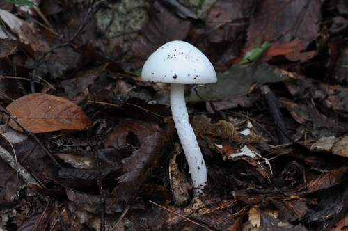 국립산림과학원 "야생버섯, 함부로 먹으면 생명이 위험해요"