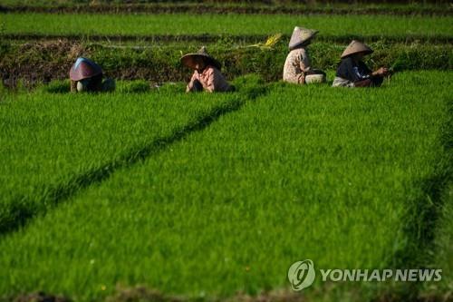 인도네시아 '싱가포르 10배 크기' 경작지 개발 사업 착수