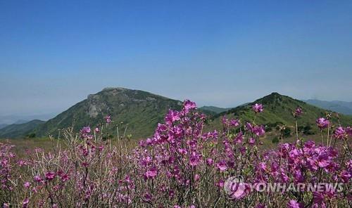 대구 비슬산 케이블카 설치…"경관·생태계 훼손" 지적