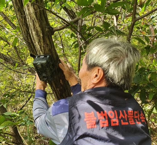 "송이·능이 불법채취 꼼짝마" CCTV·보디캠 동원한 단속