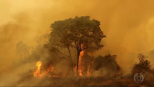 세계적 열대늪지 화재서 살아남은 동물들, 먹이 없어 생존 위기