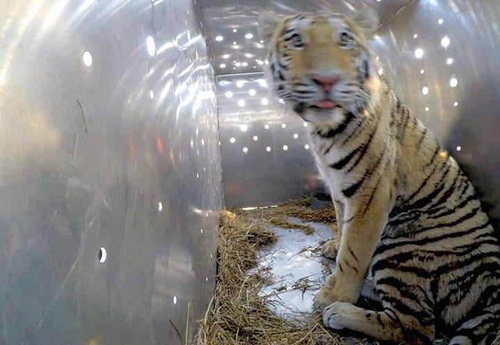 자연으로 보낸 멸종위기 백두산 호랑이 죽인 러 밀렵꾼…"눈빛 보고 사격"