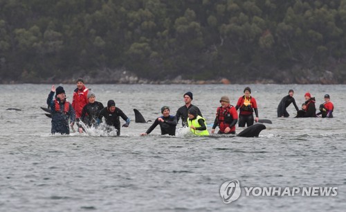 호주 해안 고래 90마리 모래톱에 갇혀 떼죽음