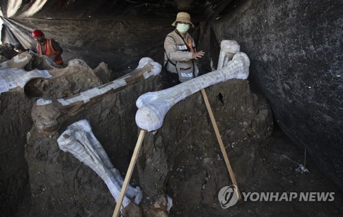 파고 또 파도 계속…멕시코 공사현장 매머드 200마리 뼈 발굴