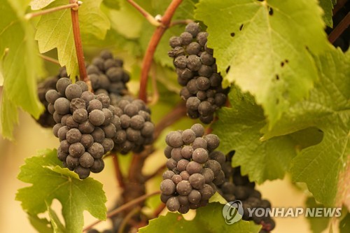 "똥 맛 나는 와인"…산불 연기에 오염된 미 서부 포도밭