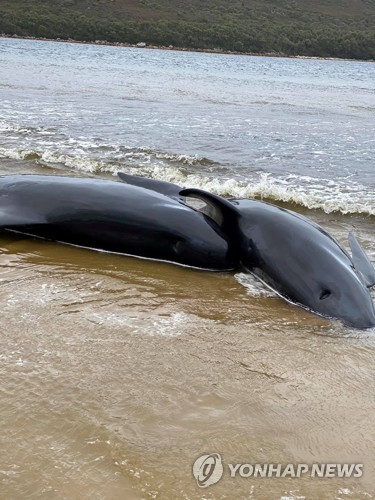 호주에서 길잃은 돌고래 380마리 떼죽음 미스터리