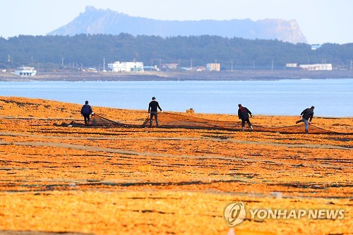 [줌in제주] ①"알고 먹으면 더 맛있다" 제주 감귤 히스토리