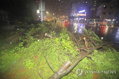 서울서도 태풍에 쓰러진 가로수가 도로 덮쳐