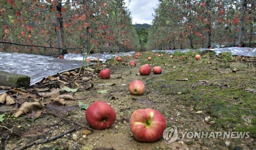 태풍 '마이삭' 이재민 255명으로 늘어…농경지 1만2천892㏊ 피해