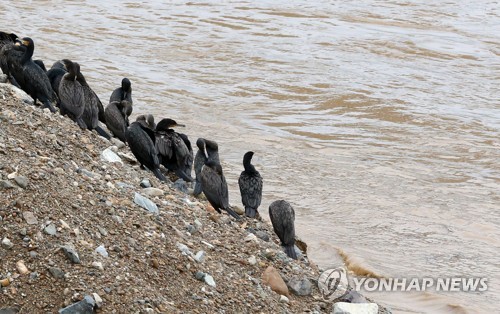 태풍이 할퀴고 간 포항…전신주 부서지고 가로수 뽑혀