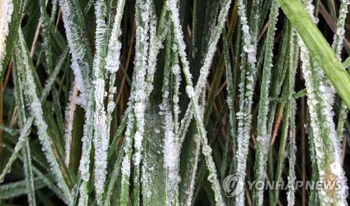강원 내륙·산지 아침 기온 쌀쌀…용평 산간에 서리(종합)