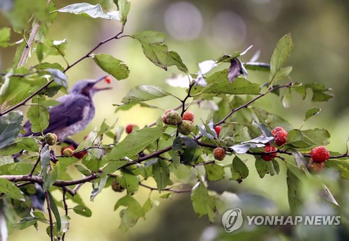 전국 구름 많고 선선…밤부터 강원 영동에 많은 비