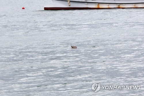 포항 앞바다에 진객…점박이물범 추정 포유류 먹이 활동