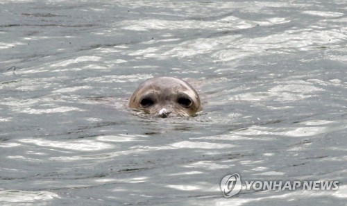 포항 앞바다에 진객…점박이물범 추정 포유류 먹이 활동