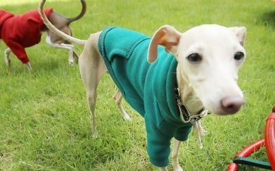 5만원 넘는 이태리 로션 바르는 댕냥이…없어서 못판다