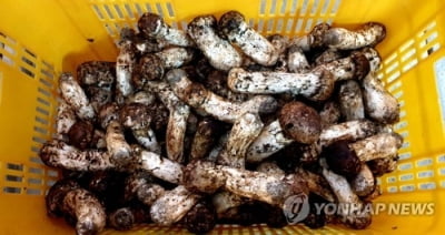 인제 송이 첫날 288㎏ 수매…1등급 58만원 낙찰