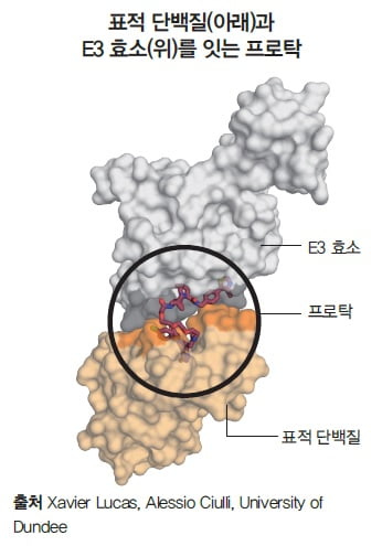 [배진건의 신약이야기] 나스닥 히어로 된 ‘키메라’…비결은 ‘죽음의 키스’