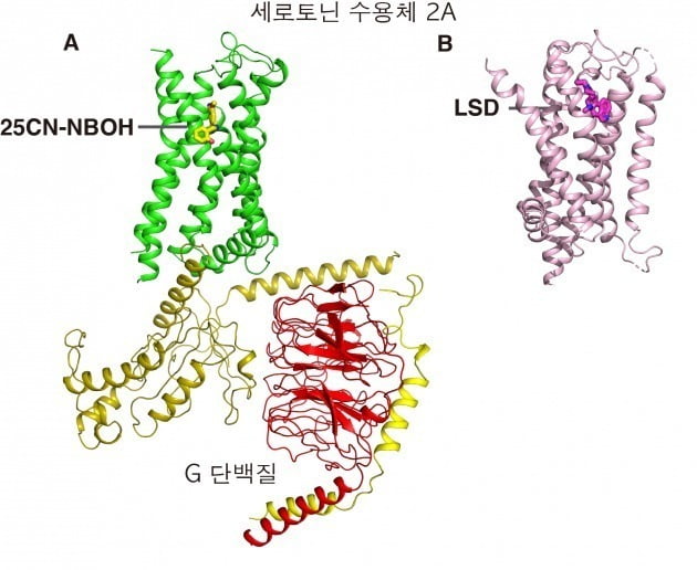 A.세로토닌 수용체 2A(연두색의 리본구조)와 25CN-NBOH(노란색의 화학구조)의 활성화 상태의 결합구조. 수용체가 활성화된 구조를 관찰할 수 있도록 단백질을 안정화 시키기 위해 G-단백질들 (금색:Gq, 빨강:G-beta, 노랑: G-gamma )을 결합시켰다.

B.세로토닌 수용체 2A(분홍색의 리본구조)와 LSD(진분홍색의 화학구조)의 결합구조
