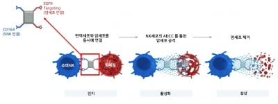 엔케이맥스, 美 아피메드와 표적형 NK세포치료제 공동개발