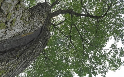 김남덕의 '큰 나무', 강원도 나무에 숨었던 이야기 보따리를 풀어 놓다