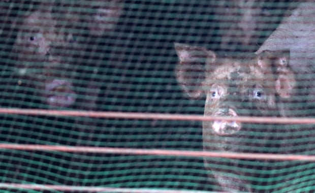 국내에서 처음으로 아프리카돼지열병(ASF)이 발생한 지 1년이 지난 16일 강원 춘천시 동산면의 한 양돈 농장에서 돼지들이 우리 밖을 바라보고 있다. /사진=연합뉴스