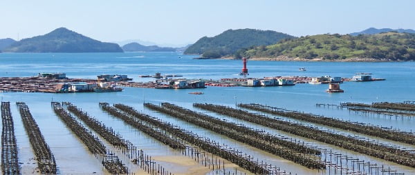 청정해역인 돌산읍 금봉리에 있는 돌산굴양식장. 