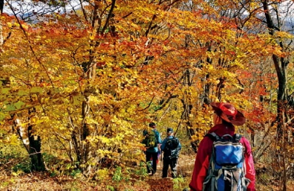 [포토] 오대산 단풍 절정