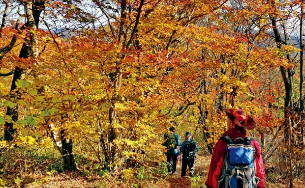 [포토] 단풍에 물든 오대산, 다음주 중반께 절정