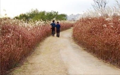 을숙도 갈대길 개방˙근대사진전 연장…부산시 "코로나 블루 치유하세요"