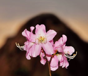 [사진이 있는 아침] 인수봉, 꽃을 피우다