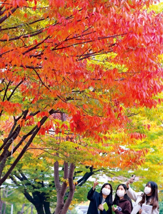 [포토] 시나브로 깊어가는 가을…붉은 옷으로 갈아입네