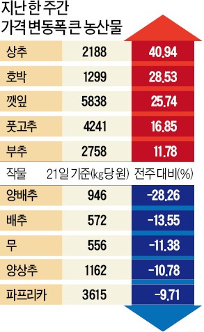 김장철 출하 늘자…배추값 14%, 무 11%↓