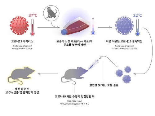 코에 뿌리는 코로나19 '약독화 생백신' 동물실험 성공